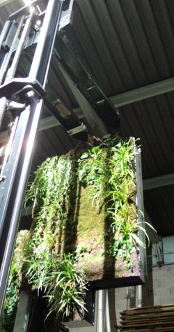 Focus sur l'installation d'un module de mur végétalisé