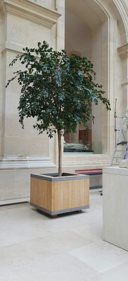 Ficus après reconstitution