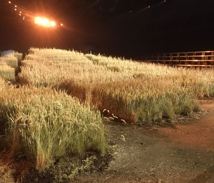 Sol champ de blé reconstitué pour un défilé
