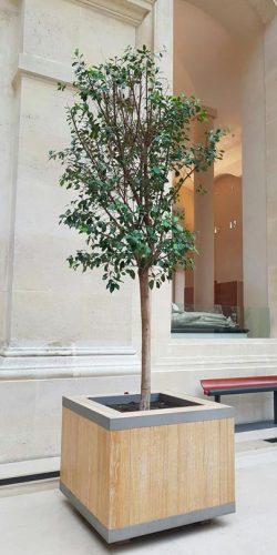 Ficus avant reconstitution