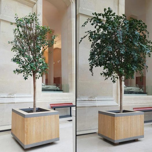 Avant/après d'une reconstitution de ficus