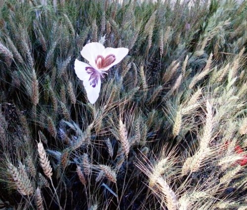 Détail d'un champ de blé reconstitué avec papillon