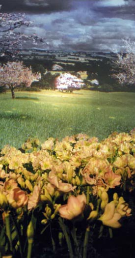 Plantes naturelles et fleurs